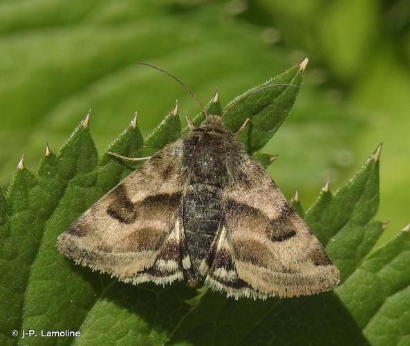 <i>Heliothis ononis</i> (Denis & Schiffermüller, 1775) © J-P. Lamoline