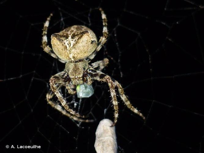 <i>Araneus angulatus</i> Clerck, 1758 © A. Lacoeuilhe