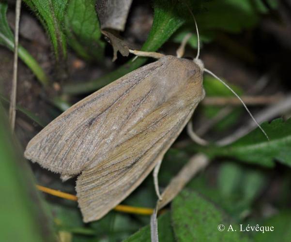 <i>Rhizedra lutosa</i> (Hübner, 1803) © A. Lévêque