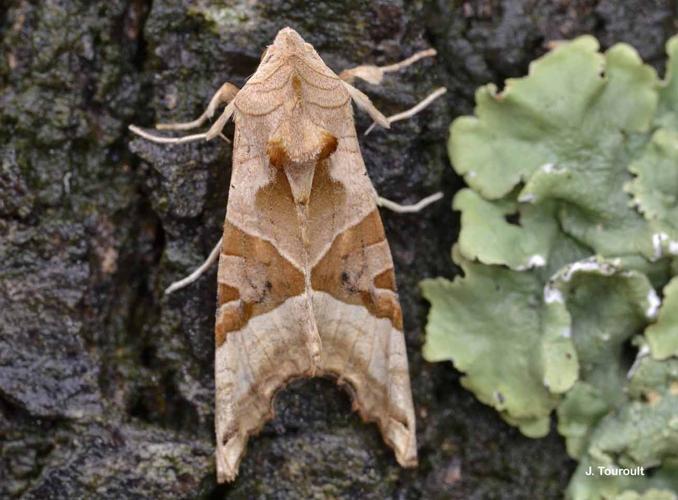 <i>Phlogophora meticulosa</i> (Linnaeus, 1758) © J. Touroult