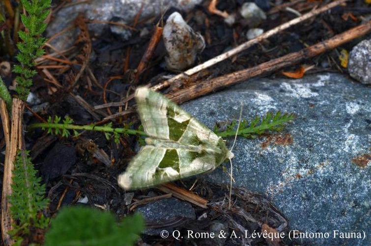 <i>Phlogophora scita</i> (Hübner, 1790) © Q. ROME & A. LEVEQUE (Entomo Fauna)