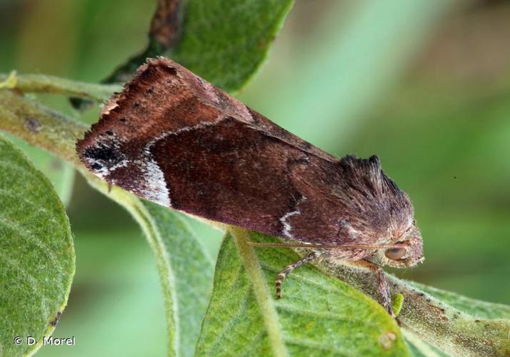 <i>Cosmia affinis</i> (Linnaeus, 1767) © D. Morel