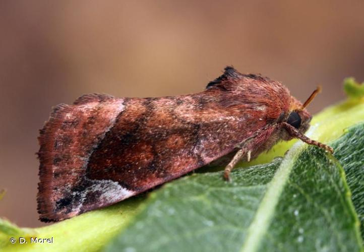 <i>Cosmia pyralina</i> (Denis & Schiffermüller, 1775) © D. Morel