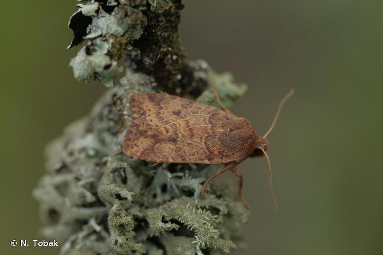 <i>Conistra vaccinii</i> (Linnaeus, 1761) © N. Tobak