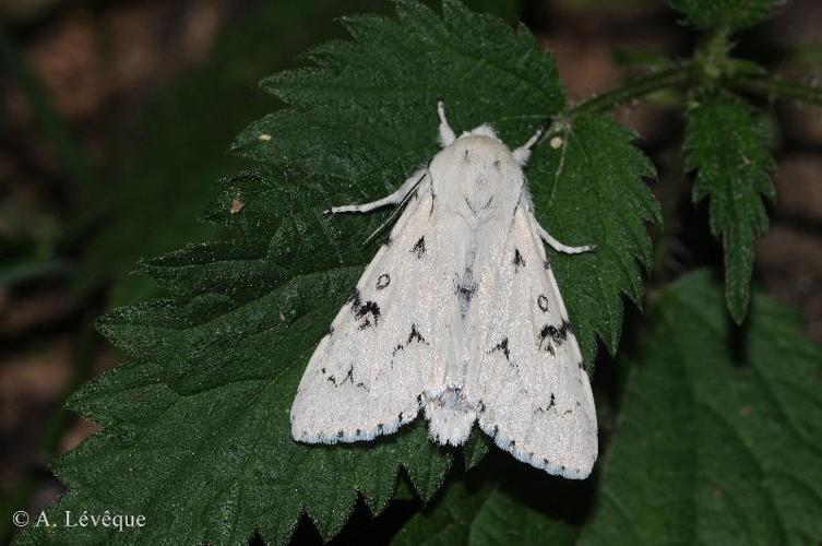 <i>Acronicta leporina</i> (Linnaeus, 1758) © A. LEVEQUE