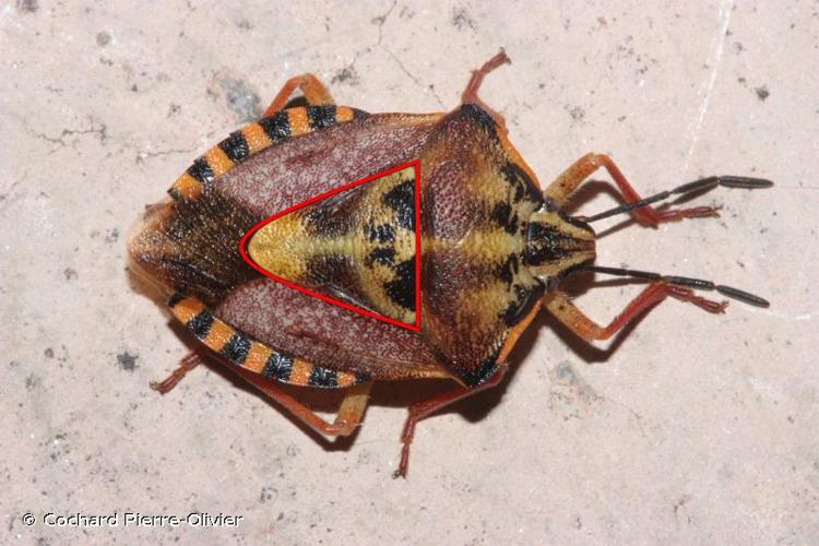 <i>Carpocoris pudicus</i> (Poda, 1761) © Cochard Pierre-Olivier