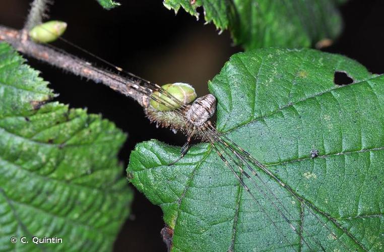 <i>Dicranopalpus ramosus</i> (Simon, 1909) © C. Quintin