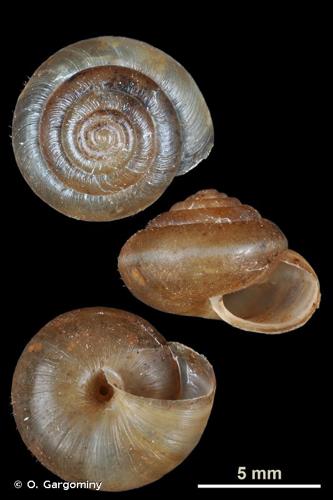 <i>Trochulus plebeius</i> (Draparnaud, 1805) © O. Gargominy