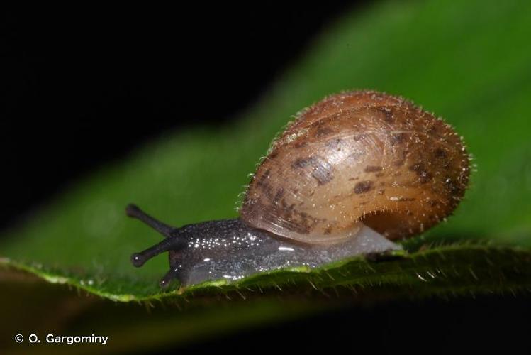 <i>Trochulus sericeus</i> (Draparnaud, 1801) © O. Gargominy