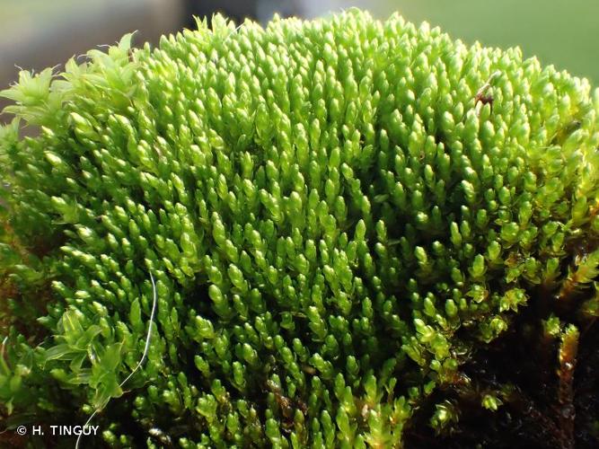 <i>Bryum dichotomum</i> Hedw., 1801 © H. TINGUY