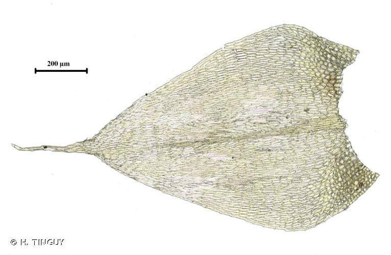 <i>Sciuro-hypnum glaciale</i> (Schimp.) Ignatov & Huttunen, 2002 © H. TINGUY