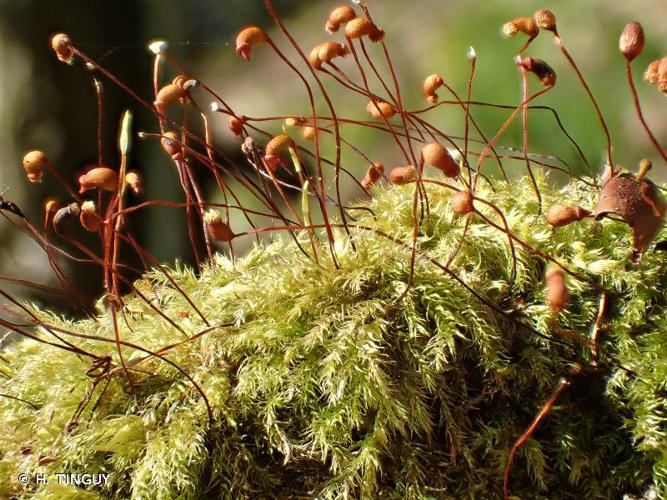 <i>Brachytheciastrum velutinum</i> (Hedw.) Ignatov & Huttunen, 2002 © H. TINGUY