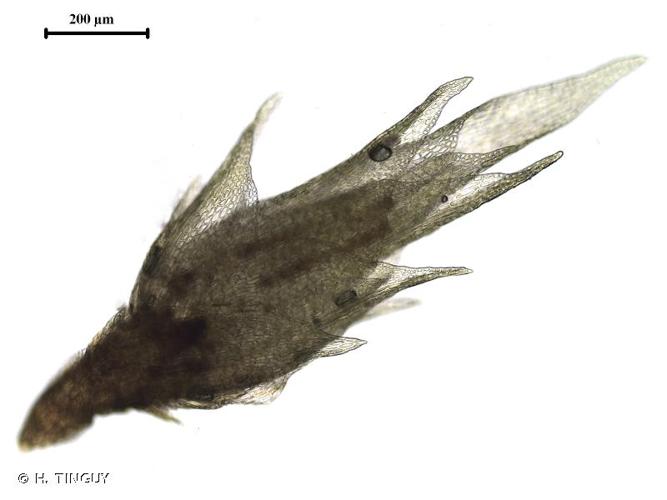 <i>Anoectangium aestivum</i> (Hedw.) Mitt., 1869 © H. TINGUY