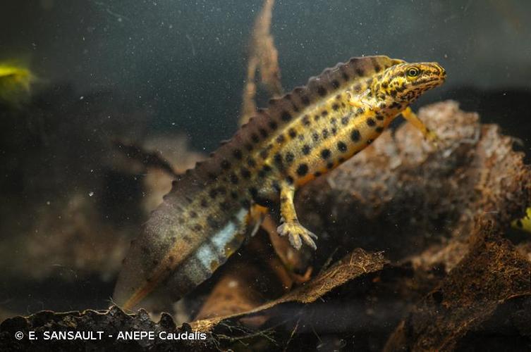 <i>Lissotriton vulgaris</i> (Linnaeus, 1758) © E. SANSAULT - ANEPE Caudalis