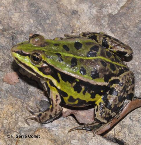 <i>Pelophylax lessonae</i> (Camerano, 1882) © F. Serre Collet