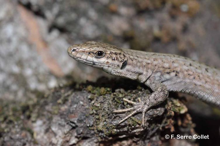 <i>Podarcis liolepis</i> (Boulenger, 1905) © F. Serre Collet