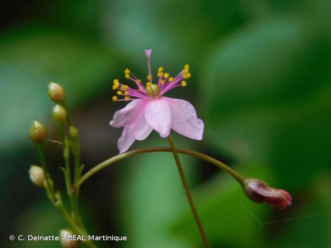 <i>Talinum paniculatum</i> (Jacq.) Gaertn., 1791 &copy; C. Delnatte - DEAL Martinique
