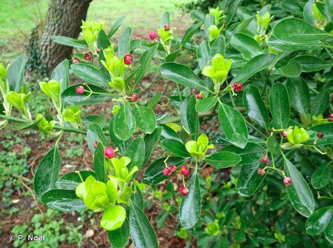 <i>Euonymus japonicus</i> L.f., 1780 © P. Noël