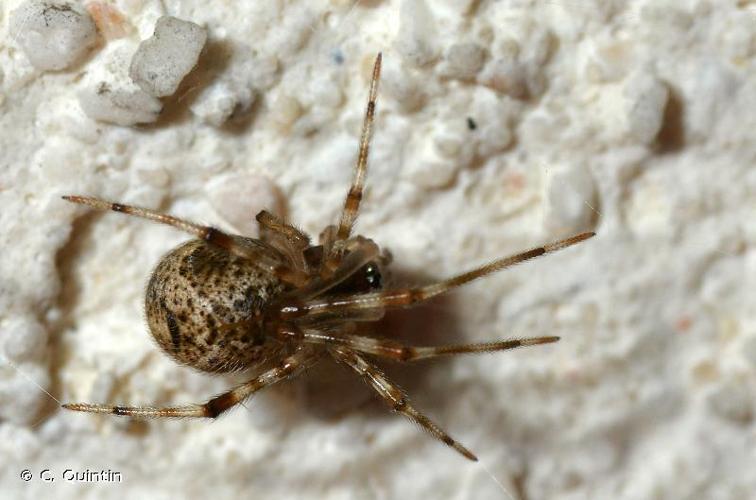 <i>Parasteatoda tepidariorum</i> (C.L. Koch, 1841) © C. Quintin