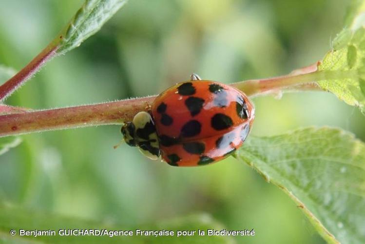 Coccinelle à 5 points - Coccinella quinquepunctata