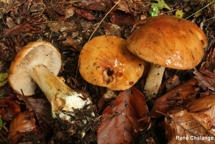 <i>Cortinarius rufoallutus</i> Rob.Henry ex Bidaud & Reumaux, 2006 © R. Chalange