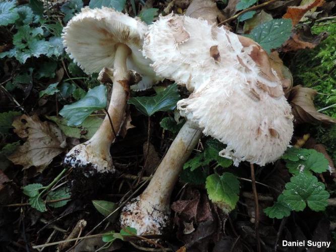 <i>Chlorophyllum brunneum</i> (Farl. & Burt) Vellinga, 2002 © D. Sugny