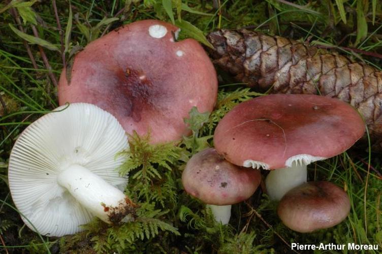 <i>Russula subaffinis</i> Bidaud & P.-A.Moreau, 1996 © PA. Moreau