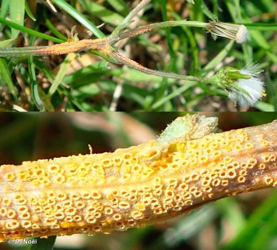 <i>Puccinia lagenophorae</i> Cooke, 1884 © P. Noël