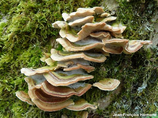 <i>Trametes ochracea</i> (Pers.) Gilb. & Ryvarden, 1987 © JF. Harmand