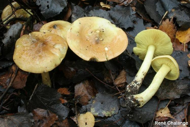 <i>Tricholoma frondosae</i> Kalamees & Shchukin, 2001 © R. Chalange