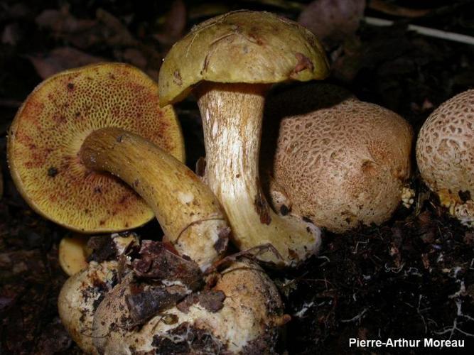 <i>Pseudoboletus parasiticus</i> (Bull.) Šutara, 1991 © PA. Moreau