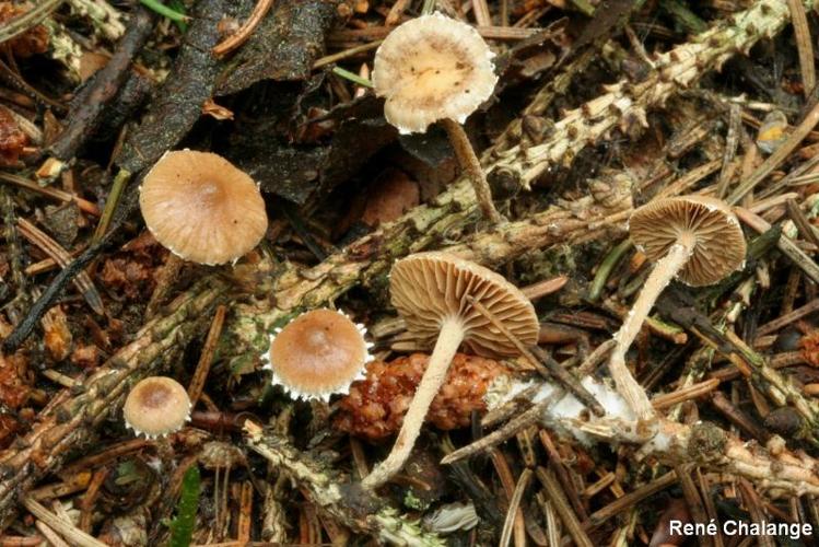 <i>Psilocybe crobula</i> (Fr.) Singer, 1962 © R. Chalange