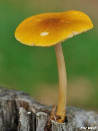 <i>Pluteus leoninus</i> (Schaeff.) P.Kumm., 1871 © Y. Sellier