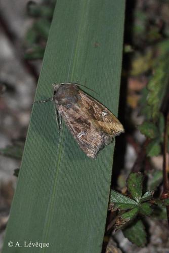 <i>Helotropha leucostigma</i> (Hübner, 1808) © A. Lévêque