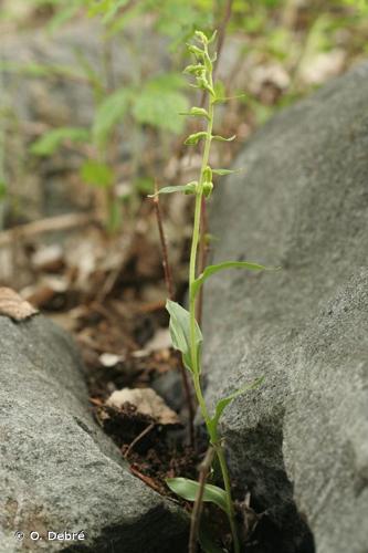 <i>Epipactis fageticola</i> (C.E.Hermos.) Devillers-Tersch. & Devillers, 1999 © O. Debré