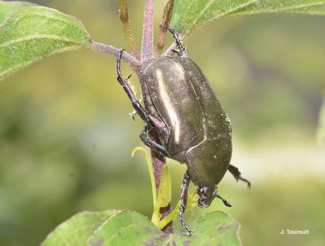 <i>Potosia cuprea</i> (Fabricius, 1775) © J. Touroult