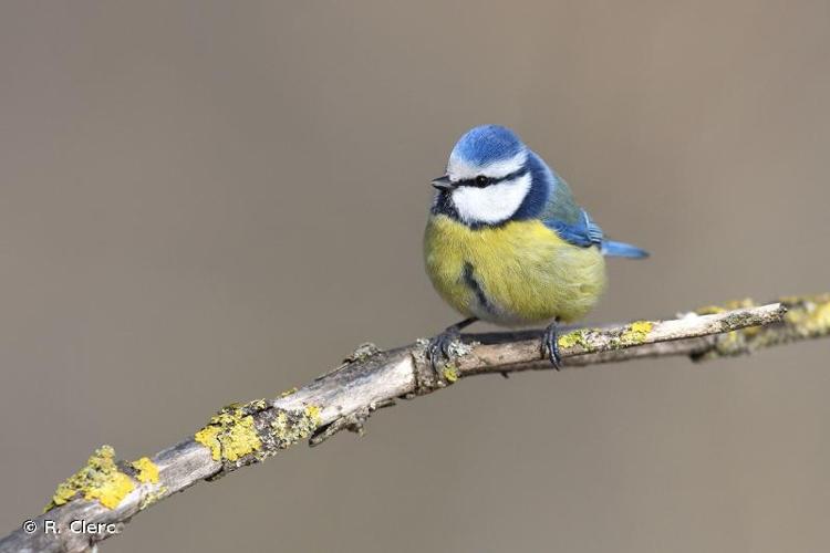 Oiseaux Aves Biodiv AURA Atlas SINP AURA