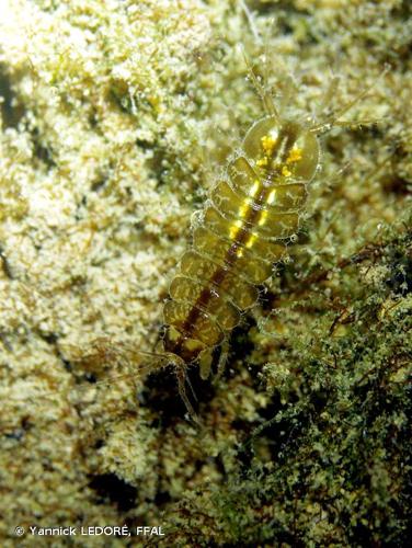 <i>Asellus </i>(<i>Asellus</i>)<i> aquaticus</i> (Linnaeus, 1758) © Yannick LEDORÉ, FFAL