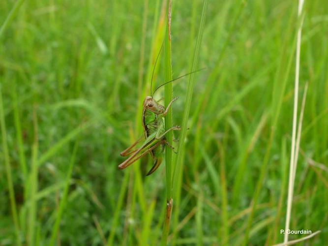 <i>Roeseliana roeselii roeselii</i> (Hagenbach, 1822) © P. Gourdain