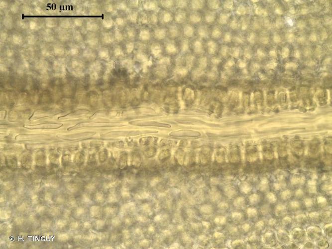 <i>Tortella inclinata</i> (R.Hedw.) Limpr., 1888 © H. TINGUY