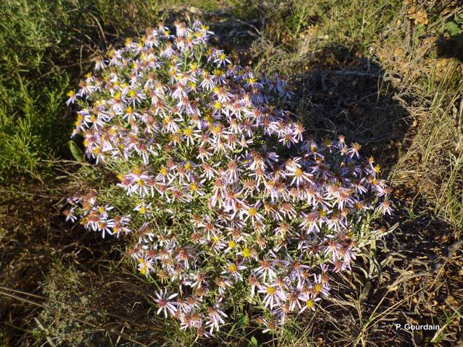 <i>Galatella sedifolia</i> (L.) Greuter, 2003 © P. Gourdain