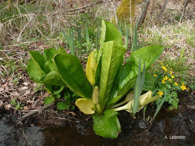 <i>Lysichiton americanus</i> Hultén & H.St.John, 1931 © A. Lebreton