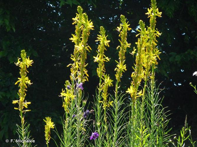 <i>Asphodeline lutea</i> (L.) Rchb., 1830 © F. Michalke