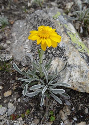 <i>Jacobaea uniflora</i> (All.) Veldkamp, 2006 © P. Rouveyrol