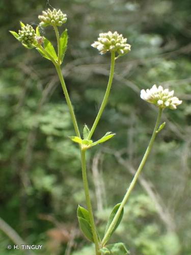 <i>Lotus herbaceus</i> (Vill.) Jauzein, 2010 © H. TINGUY