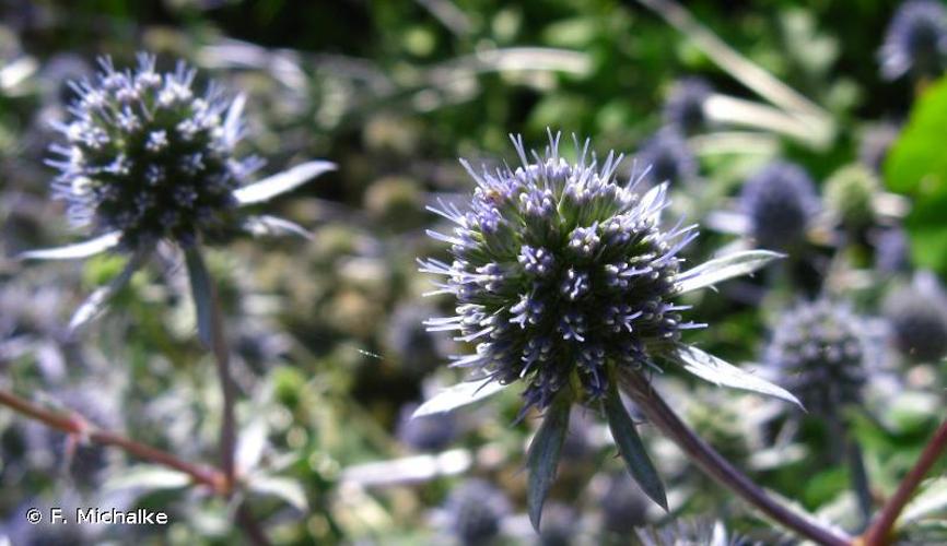 <i>Eryngium planum</i> L., 1753 © F. Michalke