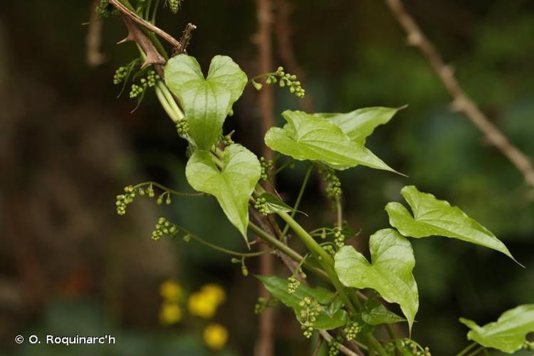 <i>Dioscorea communis</i> (L.) Caddick & Wilkin, 2002 © O. Roquinarc'h