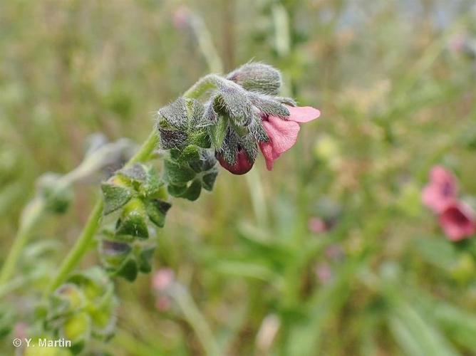 <i>Cynoglossum montanum</i> L., 1753 © 