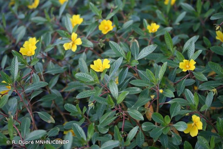 <i>Ludwigia peploides </i>subsp.<i> montevidensis</i> (Spreng.) P.H.Raven, 1964 © R. Dupré MNHN/CBNBP