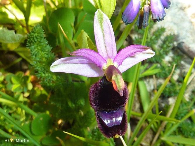 <i>Ophrys bertolonii </i>Moretti, 1823 subsp.<i> bertolonii</i> © 